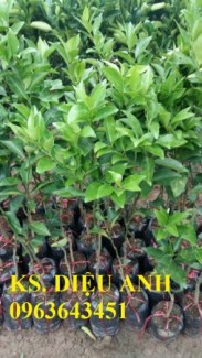 Giống cây quýt đường thái lan, cam kết chuẩn giống, đảm bảo uy tín chất lượng, giao cây toàn quốc