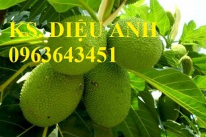 Cây giống sake, cam kết chuẩn giống, giao cây toàn quốc