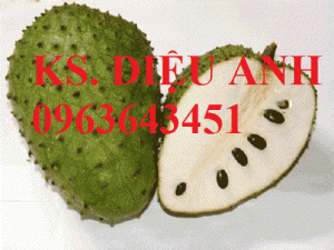 Cây giống mãng cầu xiêm, cam kết chuẩn giống, giao cây toàn quốc.