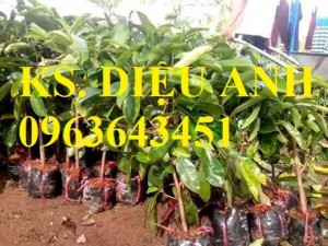 Cây giống mãng cầu xiêm, cam kết chuẩn giống, giao cây toàn quốc.