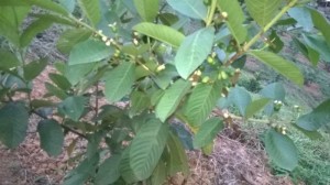 Chuyên cung cấp giống cây ổi nữ hoàng, ổi nữ hoàng,cây giống ổi nữ hoàng
