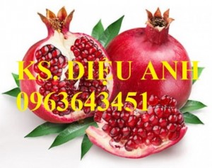 Cây giống lựu, cam kết chuẩn giống, giao cây toàn quốc.