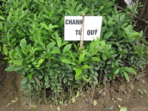 Chuyên cung cấp chanh tứ quý, chanh tứ thì, chanh bốn mùa,chanh tứ quý chất lượng cao