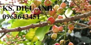 Cây giống vối, cam kết chuẩn giống, giao cây toàn quốc.
