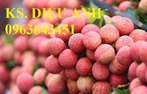 Cây giống vải thiều, cam kết chuẩn giống, giao cây toàn quốc.
