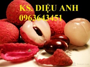 Cây giống vải thiều, cam kết chuẩn giống, giao cây toàn quốc.