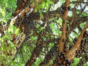 Chuyên cung cấp giống nho thân gỗ, nho thân gỗ, nho, giống cây nho thân gỗ, cây giống nho