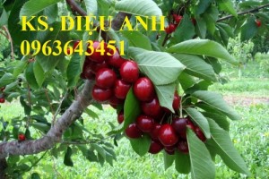 Cây giống cherry, cam kết chuẩn giống, giao cây toàn quốc