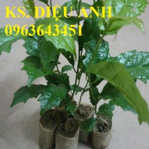 Chuyên cung cấp cây giống, hạt giống xạ đen, số lượng lớn, bao tiêu sản phẩm đầu ra.