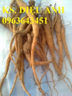 Chuyên cung cấp hạt giống, cây giống đẳng sâm, số lượng lớn, bao tiêu sản phẩm đầu ra