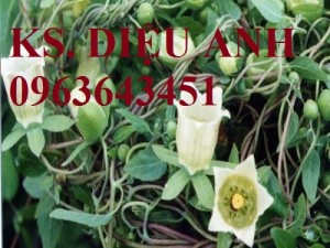 Chuyên cung cấp hạt giống, cây giống đẳng sâm, số lượng lớn, bao tiêu sản phẩm đầu ra