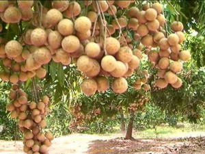 Cung cấp giống cây nhãn không hạt, nhãn không hạt, nhãn không hạt chất lượng cao