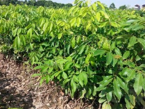 Cung cấp giống cây nhãn không hạt, nhãn không hạt, nhãn không hạt chất lượng cao