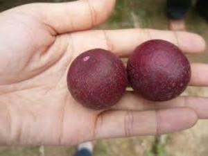 Giống nhãn tím, nhãn ruột tím, cây nhãn giống ruột tím,giống cây nhãn