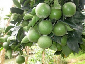 Chuyên cung cấp giống cam xoàn, cây giống cam xoàn, cam xoàn,cam, giống cây cam xoàn