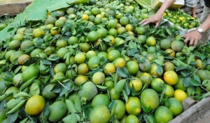 Chuyên cung cấp giống cam xoàn, cây giống cam xoàn, cam xoàn,cam, giống cây cam xoàn