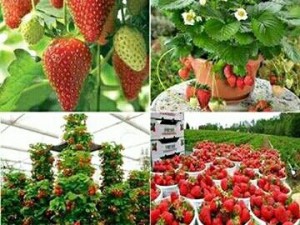 Hạt giống dâu tây nhập khẩu Nhật Bản