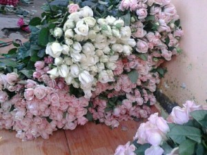 Sỉ hoa hồng cắt cành Đà lạt