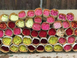 Sỉ hoa hồng cắt cành Đà lạt