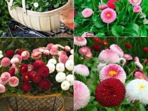 Hạt giống hoa cúc