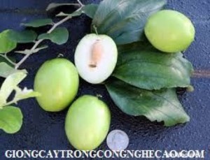 Chuyên cung cấp giống táo ngọt d28, giống cây táo ngọt d28, táo d28, táo giống, táo