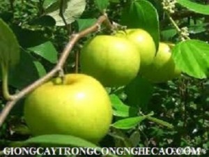 Chuyên cung cấp giống táo ngọt d28, giống cây táo ngọt d28, táo d28, táo giống, táo