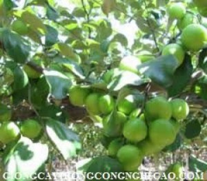Chuyên cung cấp giống táo ngọt h12, táo ngọt h12,cây giống táo ngọt h12,táo h12,táo