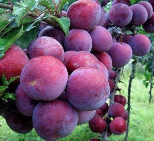 Chuyên cung cấp giống cây mận tam hoa, cây giống mận tam hoa, mận tam hoa,mận
