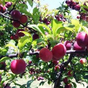 Chuyên cung cấp giống cây mận tam hoa, cây giống mận tam hoa, mận tam hoa,mận