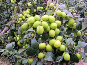 Chuyên cung cấp giống cây táo chua gia lộc,táo gia lộc,táo chua gia lộc,táo,chua,táo