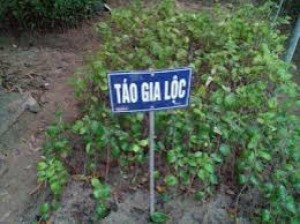Chuyên cung cấp giống cây táo chua gia lộc,táo gia lộc,táo chua gia lộc,táo,chua,táo