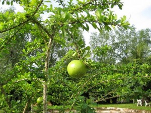 Chuyên cung cấp giống cây đào tiên, cây giống đào tiên,đào tiên chất lượng cao