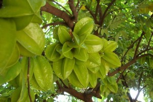 Chuyên cung cấp giống cây khế chua, cây khế chua, khế chua, khế