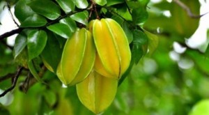 Chuyên cung cấp giống cây khế ngọt, cây khế ngọt, cây khế, khế, giống cây khế ngọt chất lượng