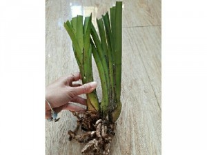 Cây giống địa lan