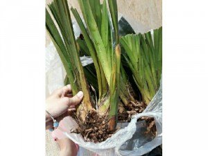 Cây giống địa lan
