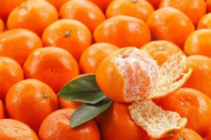 Chuyên cung cấp giống quýt đường thái lan, quýt thái lan, quýt đường, quýt thái lan, quýt thái