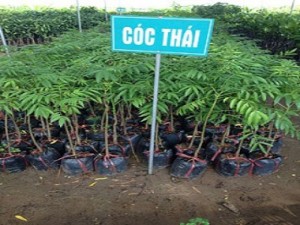 Chuyên cung cấp cây cóc thái, cóc, cây cóc,giống cóc thái chất lượng cao, cóc thái