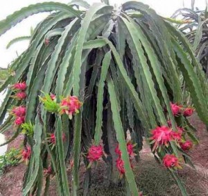 Chuyên cung cấp giống cây thanh long ruột đỏ, thanh long ruột đỏ, thanh long, cây giống thanh long