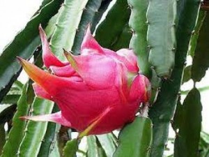 Chuyên cung cấp giống cây thanh long ruột đỏ, thanh long ruột đỏ, thanh long, cây giống thanh long