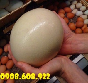 Trứng đà điểu KHATACO Khánh Hoà, đại lý thịt đà điểu Khataco Tiền Giang,