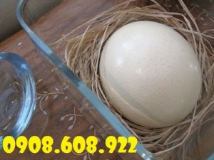 Trứng đà điểu KHATACO Khánh Hoà, đại lý thịt đà điểu Khataco Tiền Giang,