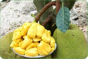 Chuyên cung cấp giống mít,mít thái siêu sớm tứ quý,mít tố nữ,mít không hạt,mít ruột đỏ