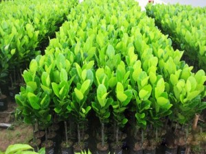 Chuyên cung cấp giống mít,mít thái siêu sớm tứ quý,mít tố nữ,mít không hạt,mít ruột đỏ