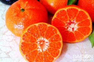 Chuyên cung cấp giống cam canh, giống cây cam canh,giống cam canh,giống cây cam đường