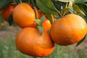 Chuyên cung cấp giống cam canh, giống cây cam canh,giống cam canh,giống cây cam đường