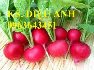 Chuyên cung cấp các loại hạt giống củ cải