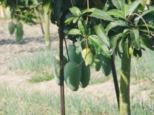 Chuyên cung cấp giống xoài tím, xoài úc, xoài đài loan, xoài thái lan, xoài quả to