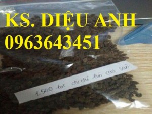 Chuyên cung cấp các loại hạt giống đu đủ cao sản Thái Lan PA8899