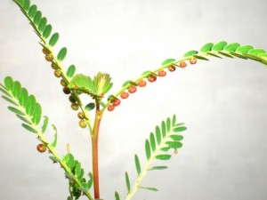 Chuyên cung cấp hạt giống,cây giống diệp hạ châu, diệp hạ châu chuẩn giống